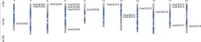 Genome-wide identification of the soybean cytokinin oxidase/dehydrogenase gene family and its diverse roles in response to multiple abiotic stress